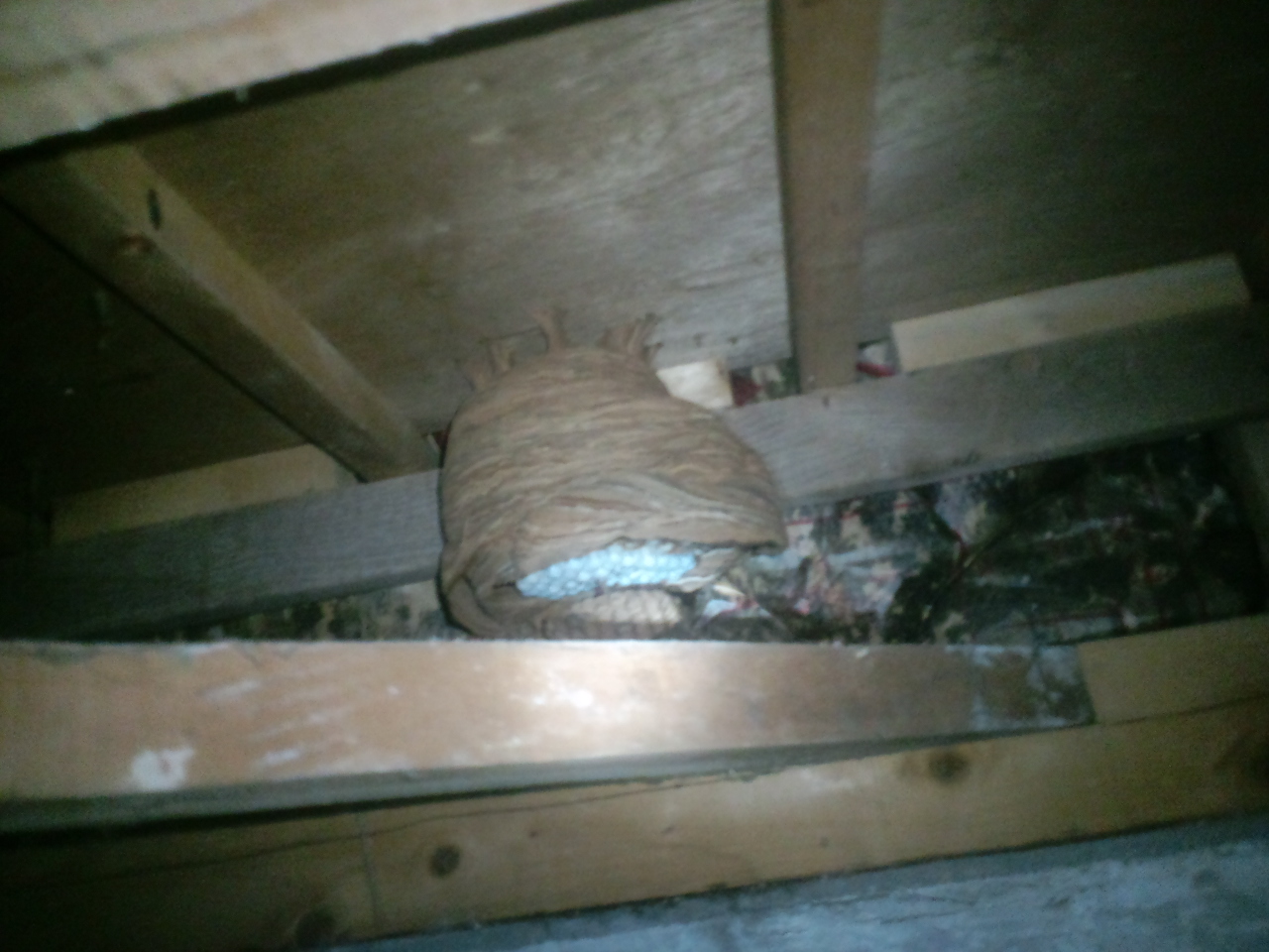 床下のオオスズメバチの巣