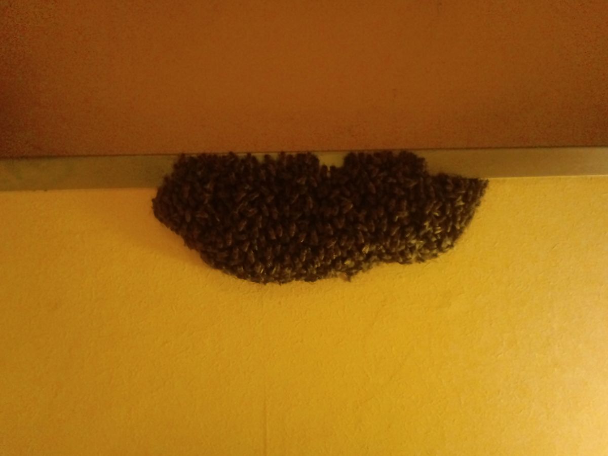 和歌山市でミツバチの分蜂