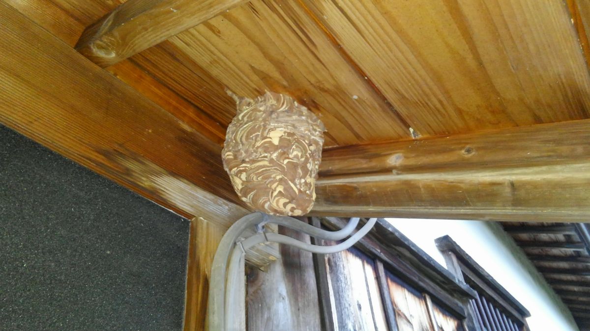 軒下に営巣したコガタスズメバチ