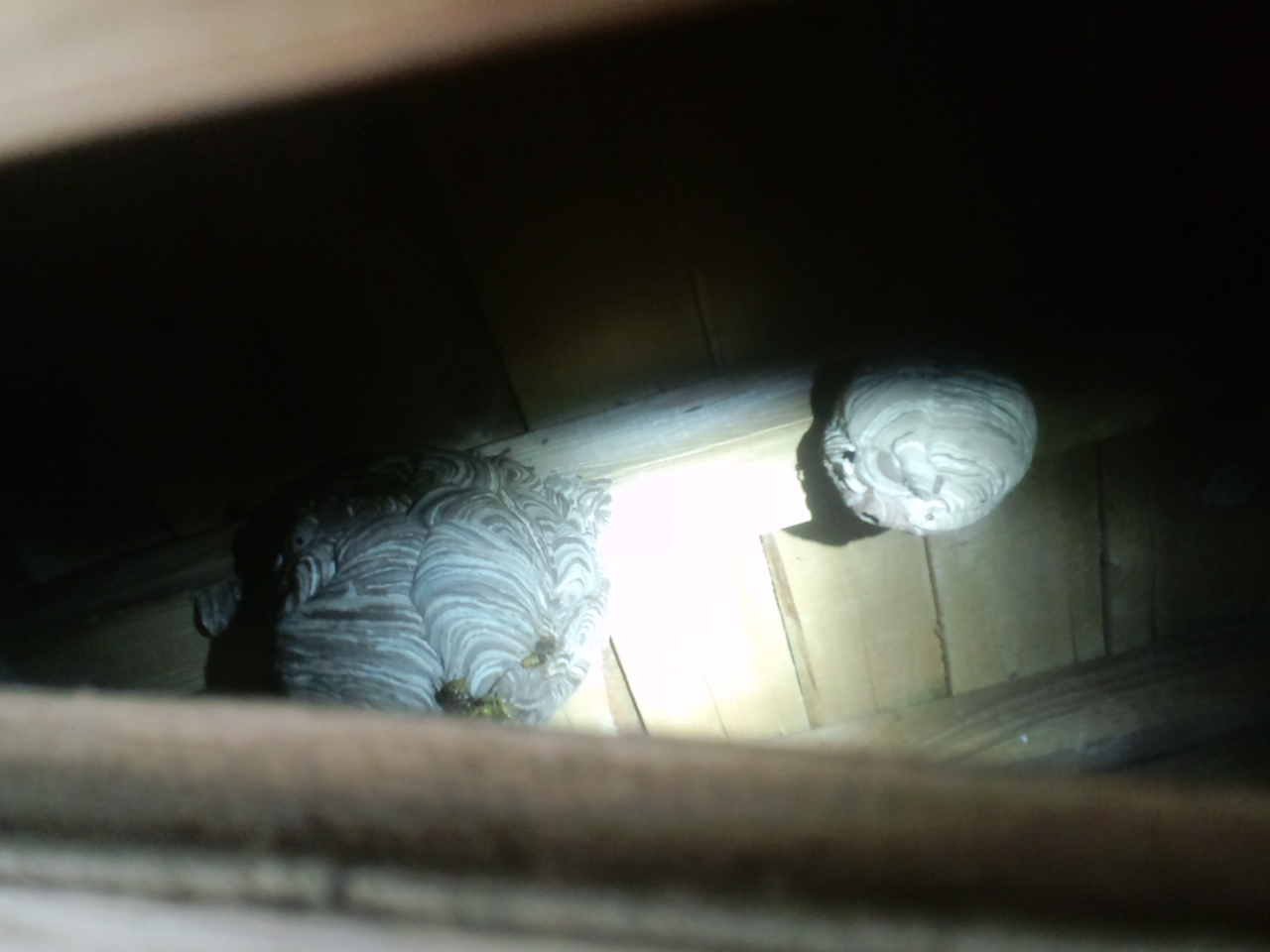 屋根裏のキイロスズメバチの巣