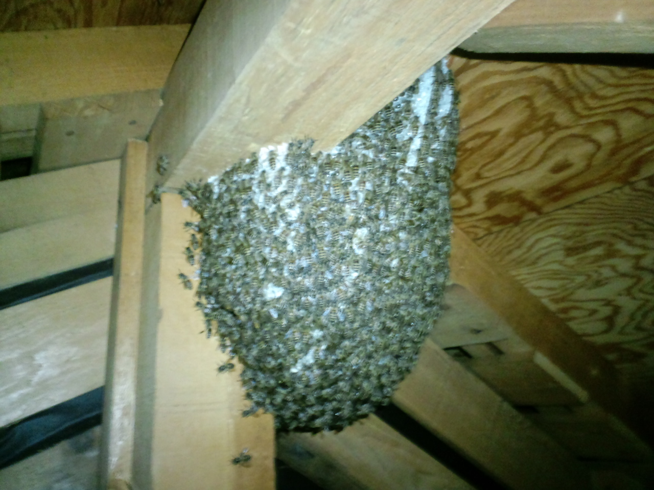 和歌山市でミツバチ室内駆除